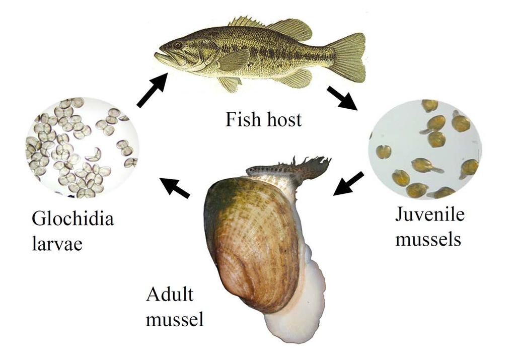 Freshwater Mussels 101 Native mussel life cycle Each mussel species has adapted to a unique fish