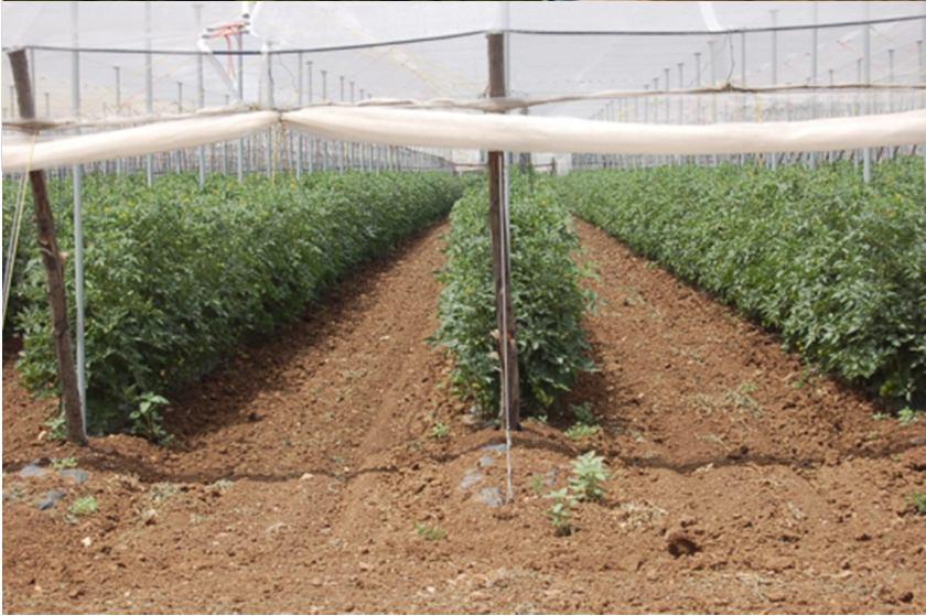 irrigation Agro-ind.