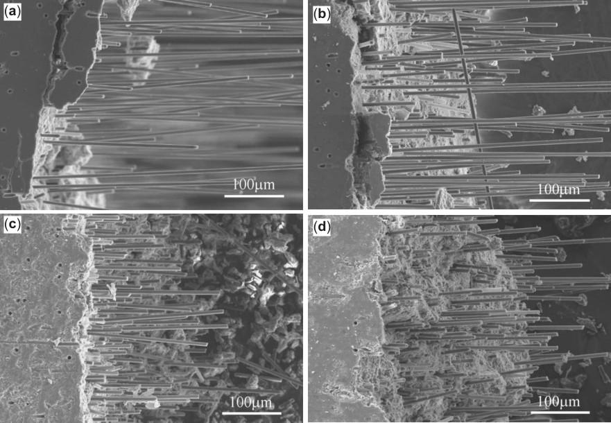 Effects of fibre content on geopolymer matrix composites 81 Figure 8. Scanning electron micrographs of perpendicular to the fracture surface and parallel to direction of lamination of a. 3 5 vol.%, b.