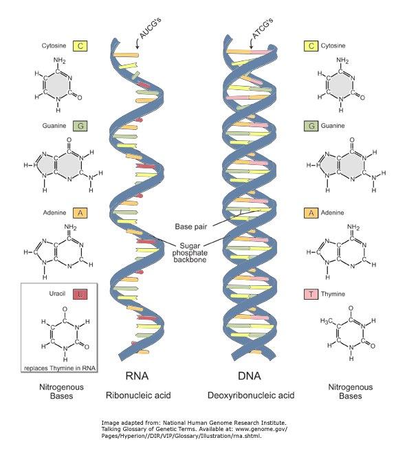 Nucleic Acids Examples: u RNA (ribonucleic acid) single helix u DNA (deoxyribonucleic acid) double helix Structure: u monomers = nucleotides DNA RNA Nucleotides 3 parts u