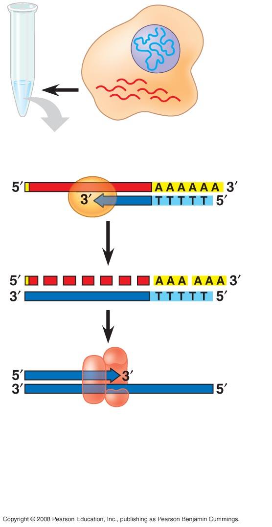 Fig. 20-6-4 DNA in nucleus mrnas in cytoplasm mrna Reverse