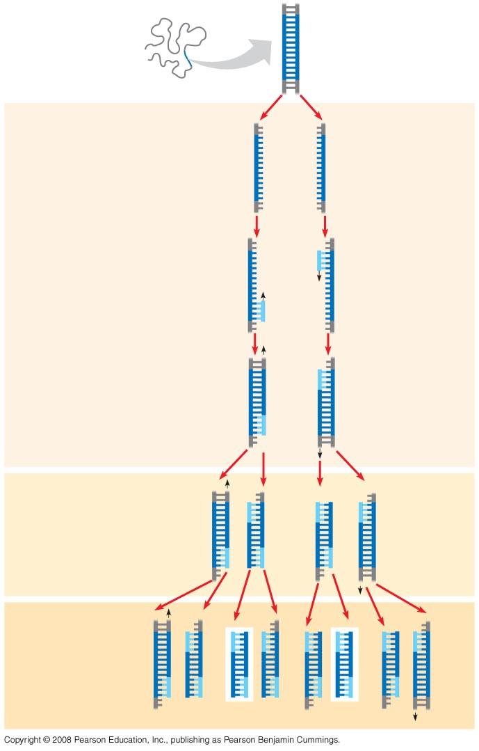 Fig. 20-8 TECHNIQUE 5ʹ 3ʹ Target sequence Genomic DNA 3ʹ 5ʹ 1 Denaturation 5ʹ 3ʹ 3ʹ 5ʹ 2 Annealing Cycle 1 yields 2 molecules Primers