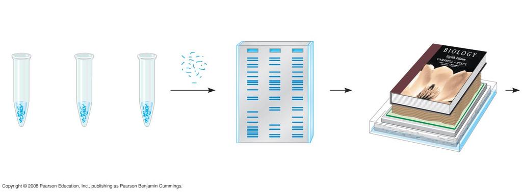 Fig. 20-11a TECHNIQUE DNA + restriction enzyme Restriction fragments I II III Nitrocellulose membrane (blot) Heavy weight Gel Sponge I Normal β-globin