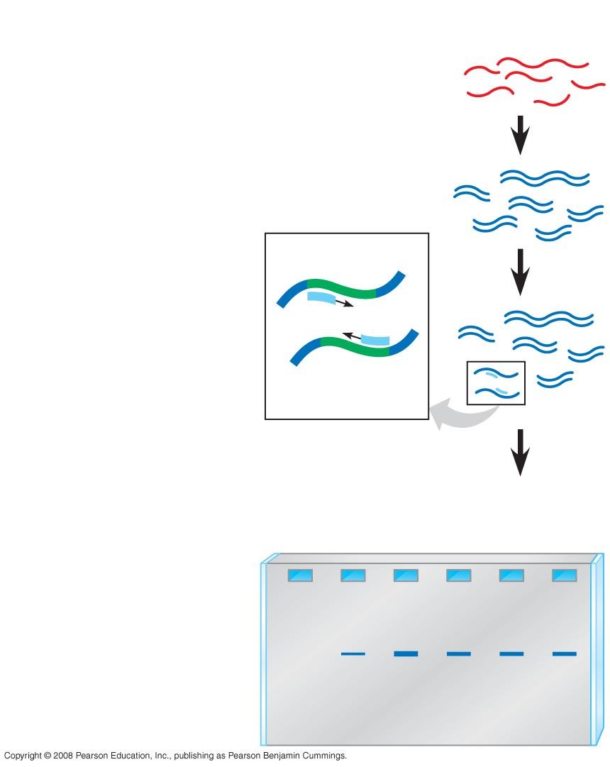 Fig. 20-13 TECHNIQUE 1 cdna synthesis mrnas 2 PCR amplification Primers