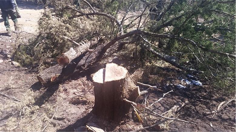 Event Type: Tree Cutting Project Injury Incident Date: March 13, 2017 Location: Potosi Ranger District, Mark Twain National Forest, Missouri I was knocked face down, with my head facing left.