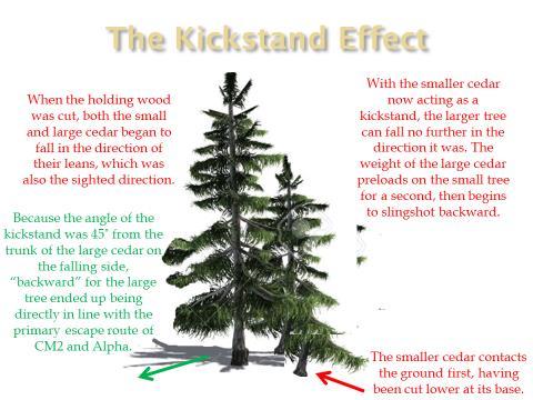 What Can We Do Next Time? If the smaller tree is entangled and can t be removed, cut a portion from the trunk to prevent the kickstand effect.