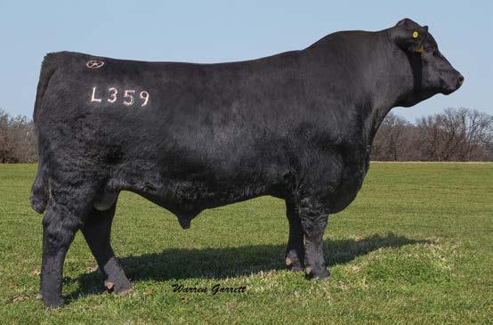 Lone Star Angus Bred Heifers LONE STAR TEN FOLD L359 SERVICE SIRE OF LOT 12. LONE STAR 7229 BELLE L460 SELLS AS LOT 13.