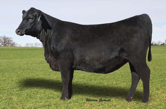 Lone Star Angus Bred Heifers LONE STAR 7229 BELLE L467 SELLS AS LOT 31.