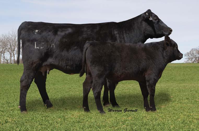 L319 is phenotypically much like her full sister that sells as Lot 36. This cow has also given us some quality heifers for the future. We have Conversion daughters that really catch your eye.
