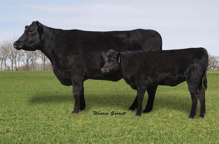 L304, a full sister to Advantage, is being offered because she has been such a good donor that we can move forward with her offspring.