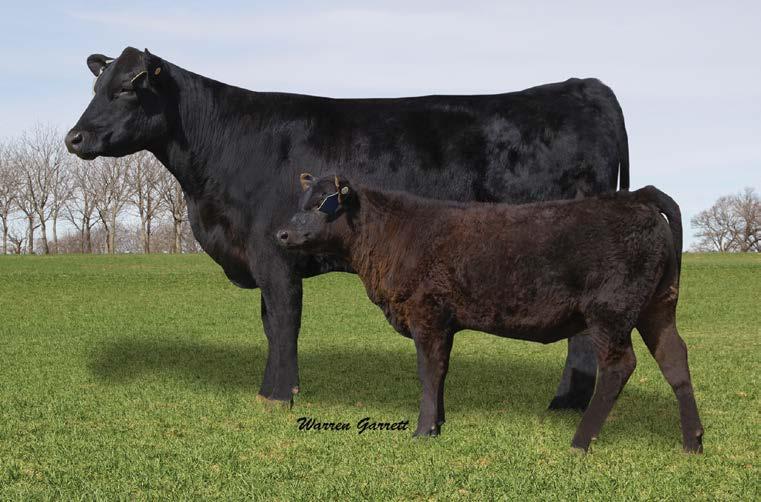 Lone Star Angus Proven Donor Pairs LONE STAR HOOVER D LADY L363 SELLS AS LOT 37.