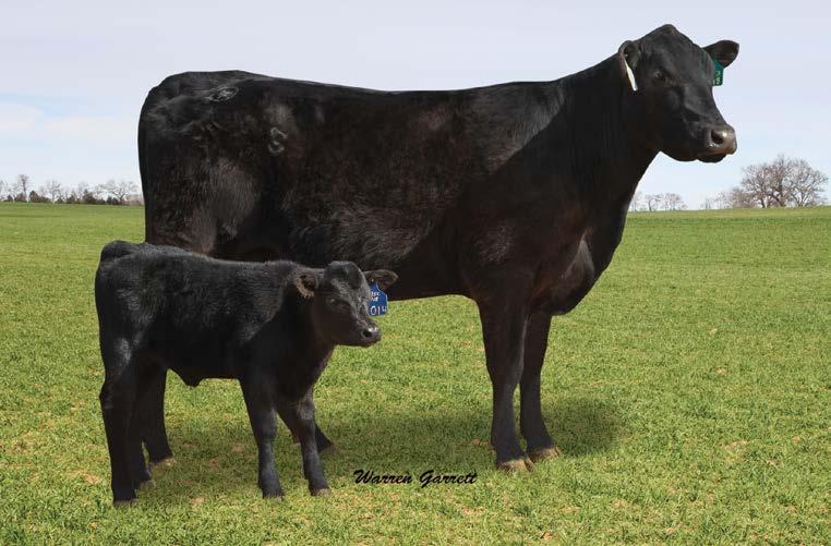 L418 is female from the E&B Lady family that traces back to E&B 6807 Lady Traveler 61. Lot 6 is a half sister, so genetic quality abounds in this young cow.