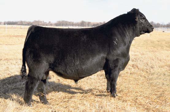 Lone Star Angus Open Heifers Lone Star Mystic Dam 180 is the sire of 525 and several heifers and bulls throughout the sale. He was a partnership bull with Dick Folsche of Mystic View Farm.