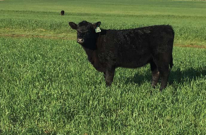 Lone Star Angus Commercial Females LOT 57 26 ANGUS FIRST CALF HEIFERS This is a truly fancy set of 26 Angus first calf heifers who calved in February and March.