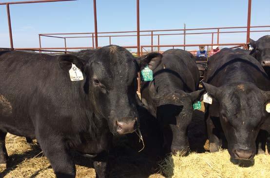 Lone Star Angus Bulls AT THE SALE.