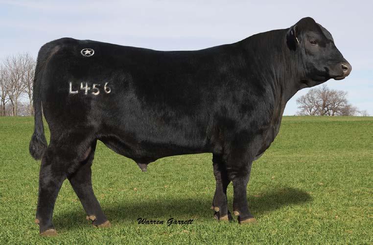 Lone Star Angus Bulls LONE STAR TEN X 4065 is a full brother to Ten Fold that brings the same powerful traits to the table.