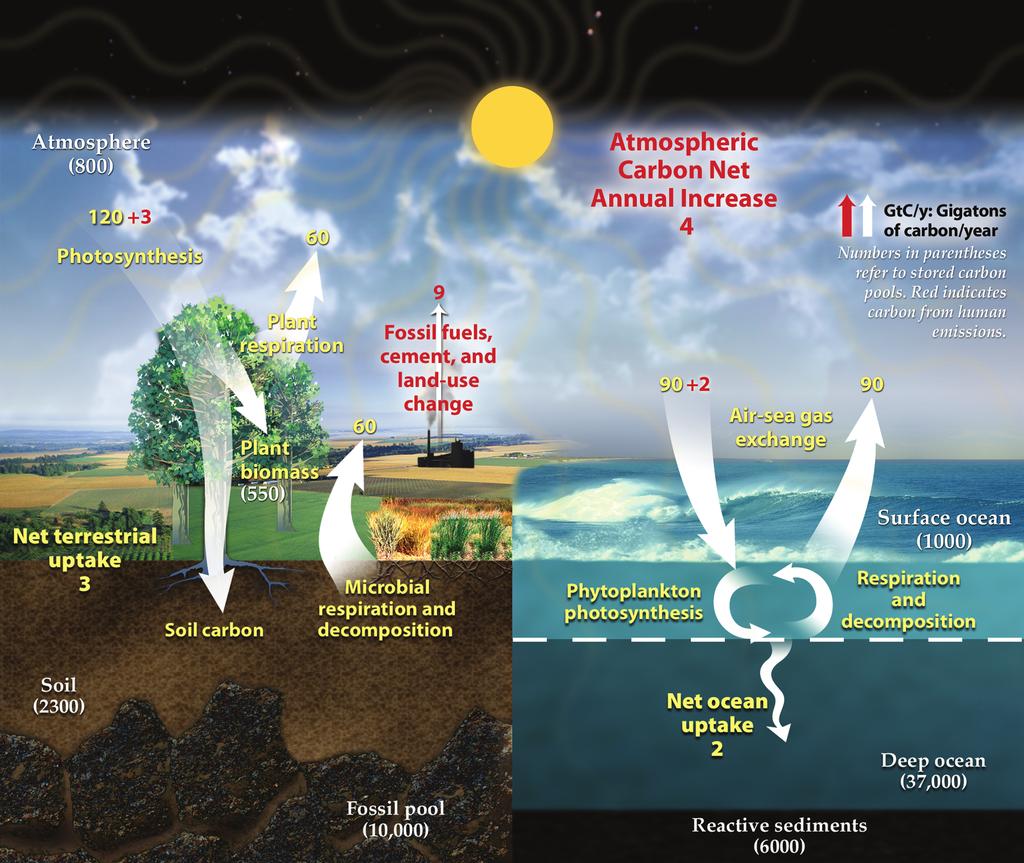 2 IULIANA TEODORESCU AND CHRIS TSOKOS Figure 1. Schematic representation of the carbon cycle (DOE report [4] and supporting documentation).