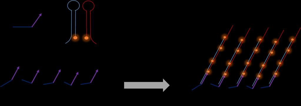 Supplementary Figure 7 Schematic for HCR-mediated signal amplification.