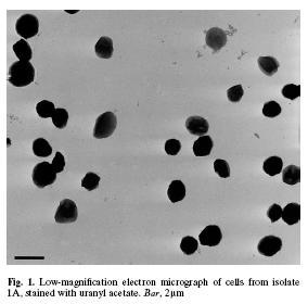 Thermophilic microorganisms hyperthermophiles extreme thermophiles Pyrolobus fumarii is a champion (at least, at present time), H 2 /O 2, NO 2-3, S 2 O 2-3 90-113 C (opt = 106 C).