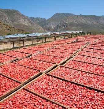 BOOSTING BIOFUELS: SUSTAINABLE PATHS TO GREATER ENERGY SECURITY 21 @Shutterstock Tomatoes drying in the sun lower food prices and improve nutrition (PANGEA Partners for Euro-African Green Energy,