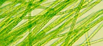 BOOSTING BIOFUELS: SUSTAINABLE PATHS TO GREATER ENERGY SECURITY 27 @Shutterstock Microorganism algae make algal biodiesel roughly competitive with other biodiesel by 2020, when the International