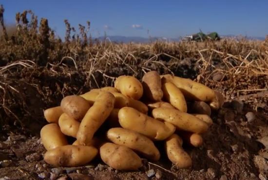 table potatoes to wholesale markets 15 year