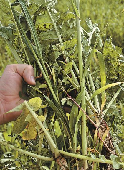 phase of rotation with cover crops Increased soil