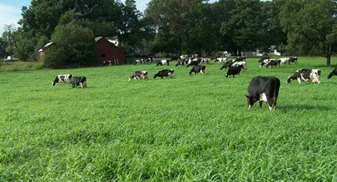 intensive grazing 7-9 annual forage types,