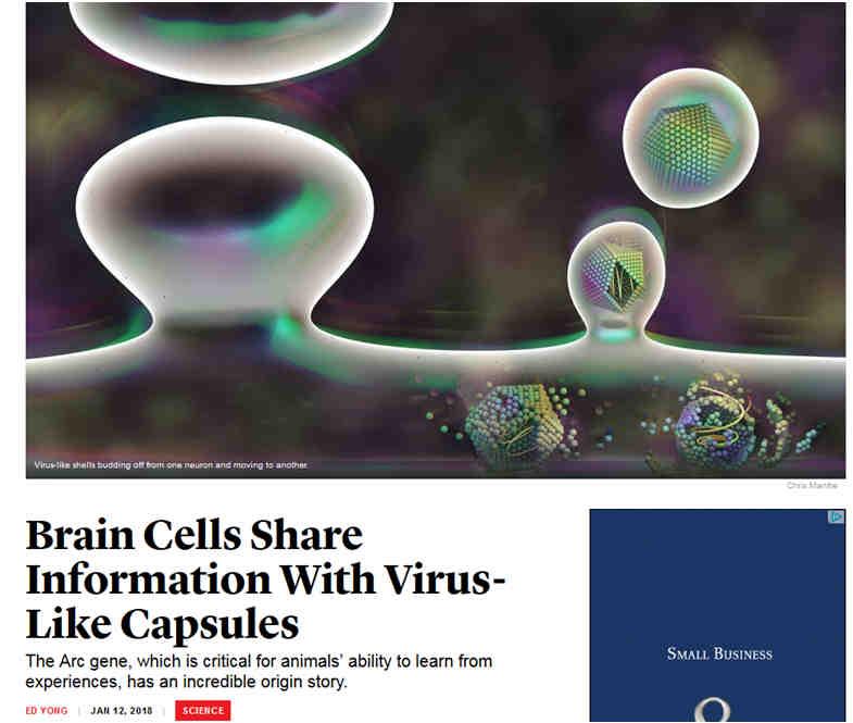 News of the day: your neurons communicate using proteins related to retroviruses https://www.theatlantic.