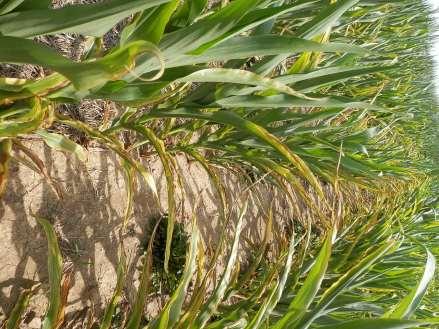Assess STK, ear leaf nutrient and K fertilizer on grain yield.