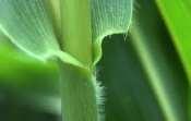 Leaf Mg Corn Ear Leaf K vs Mg:K, Iowa 2012 Preliminary: Relation of leaf Mg:K ratio to based corn yield 0.7 0.6 Site 1 N % K % Mg:K Yield bu/ac NIE9 3.32 1.52 0.30 176 NEL17 3.20 1.50 0.