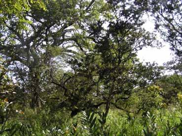 Forest Monitoring in Tropical Regions Manuela Hirschmugl &