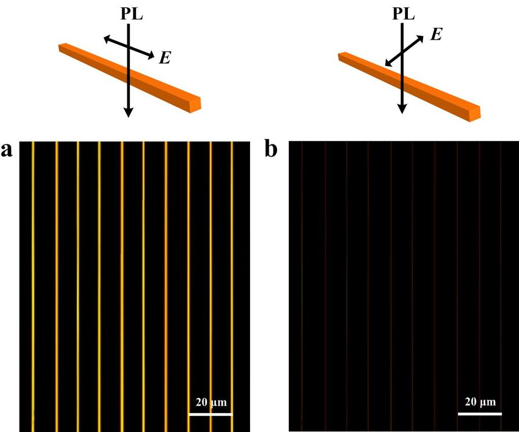Supplementary Figure 6 Angle-dependent polarized investigation confirms the single crystalline of as-prepared BPEA wires in the GPVT strategy.