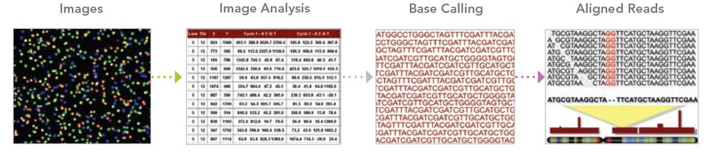Basic Data Analysis From the Analysis Pipeline software and dedicated server: - Base calling and measures of read quality such as nucleotide bias, error