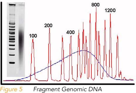 DNA Preparation Genomic DNA Ladder