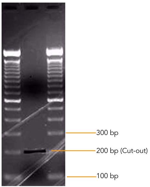 DNA Preparation Adaptors are ligated to sheared DNA and then size fractionated