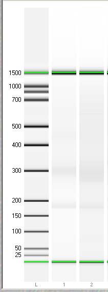 Ladder Genomic DNA Ladder Genomic DNA Small RNA Small