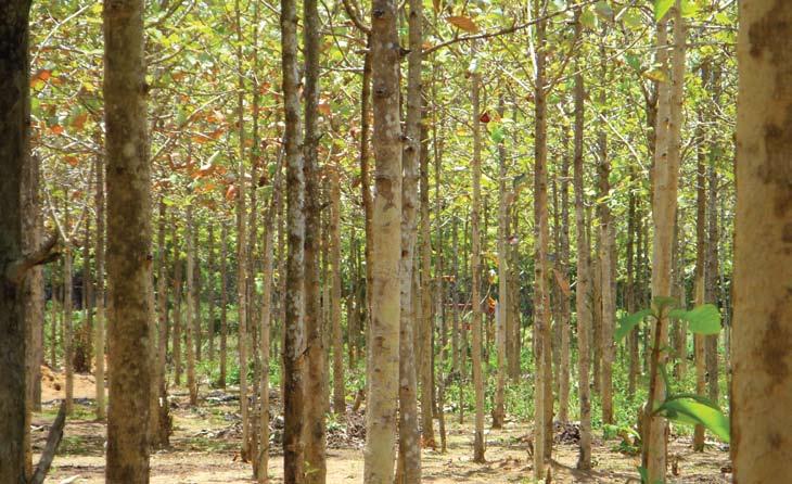 THE GLOBAL FORESTRY MARKET Global demand for hardwood has itself multiplied 25 times in the last 40 years, and with population growth rates higher than ever this trend will continue.