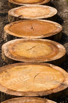 WHY PAULOWNIA, THE PRINCESS TREE Strength Known in the industry as the «Aluminium of Timbers», Paulownia is 30% lighter than any comparable hardwood, is durable, strong, twist / warp-resistant and