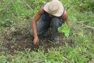 INVESTMENT SUMMARY The Princess Project is dedicated to reforesting 500 hectares of land in Panama with the fast-growing Paulownia Elongata to form a sustainable timber plantation with carbon