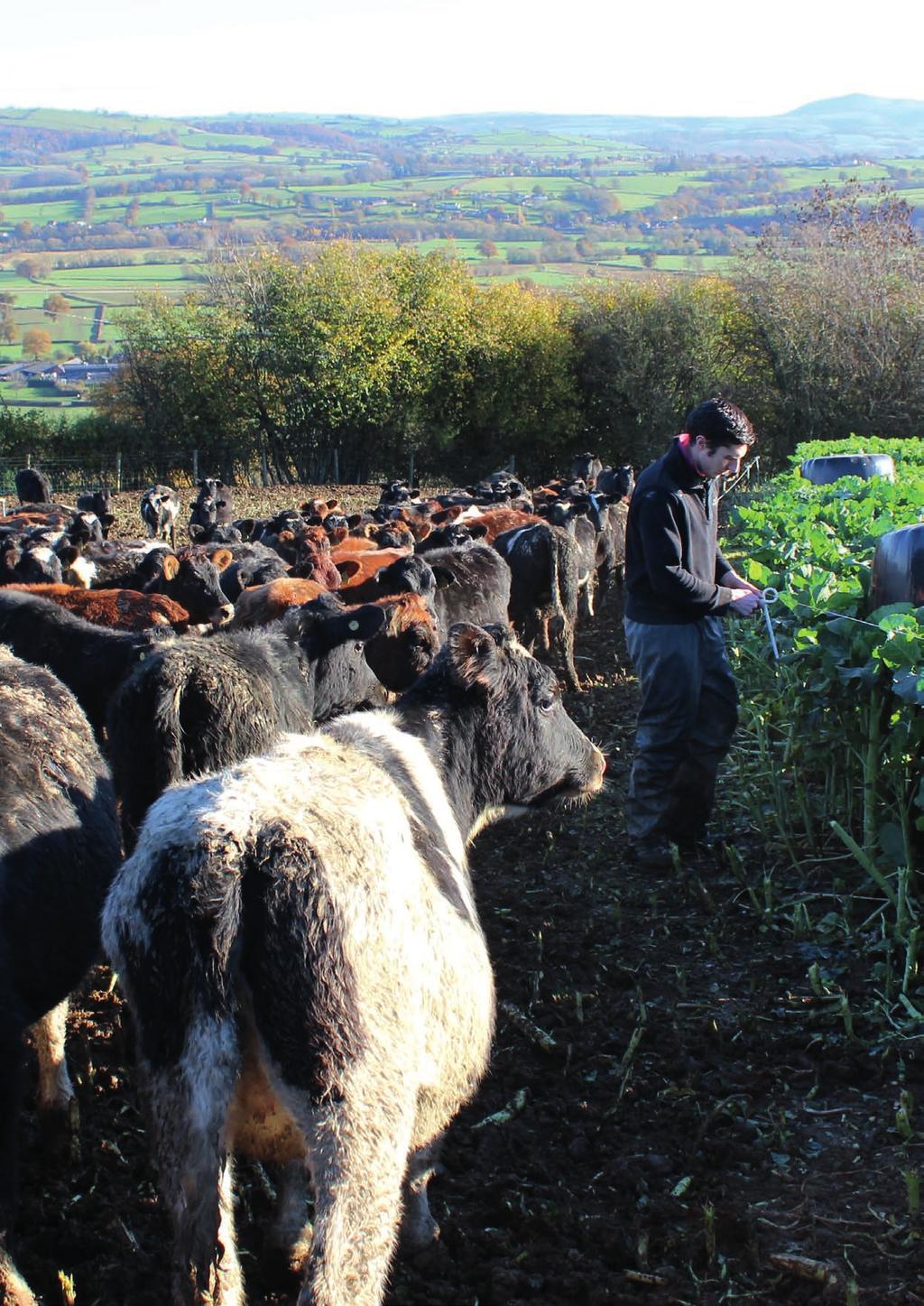 18 Grazing Forage Options 19 Brassicas boost farm productivity Out-wintering contract reared dairy heifers on brassicas fits with Marc Jones long-term plan to improve grass production, reduce input