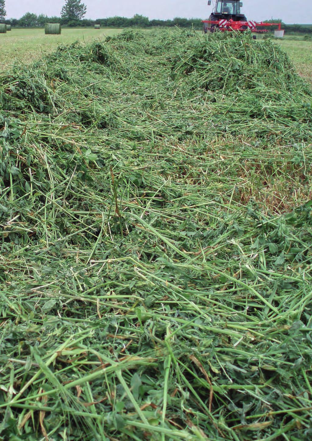 Grazing Forage Options 20 Grazing Forage Options 21 An under-used forage asset Interest amongst UK livestock farmers in lucerne as a forage crop has increased significantly in recent years.