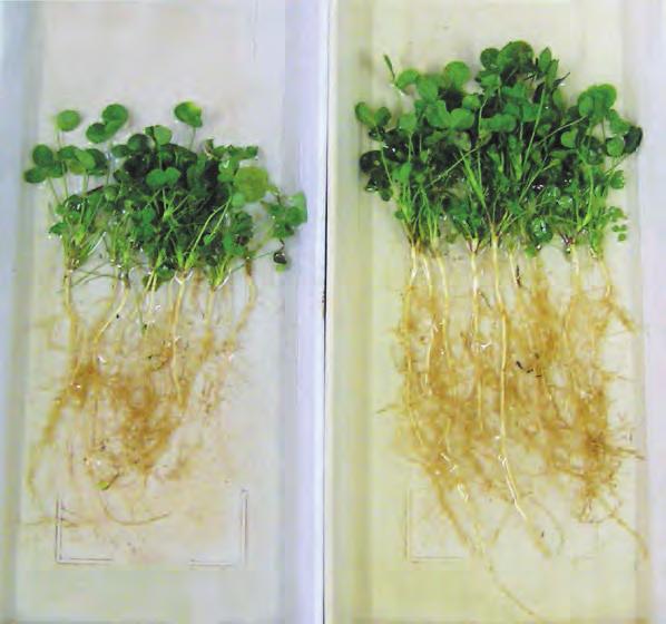 Timbale is also pre-inoculated with Rhizobia meliloti bacteria to ensure successful root nodulation and quick onset of nitrogen fixing.