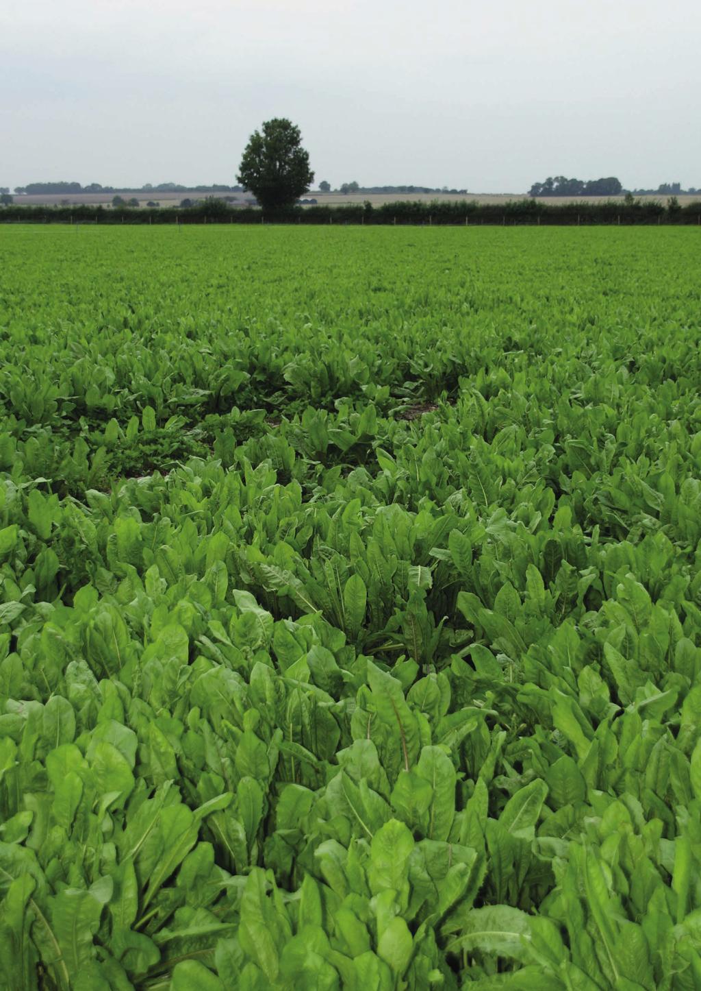 Grazing Forage Options Perennial chicory for grazing 02 Grazing Forage Options Perennial chicory for grazing 03 The leading perennial chicory for UK farmers Puna II is the leading perennial chicory