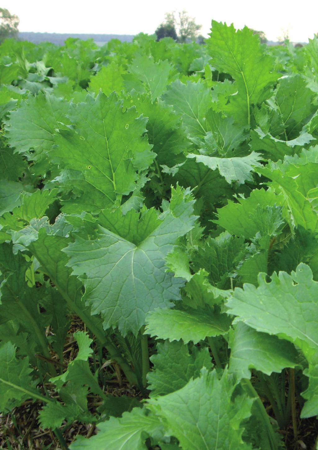 12 Grazing Forage Options 13 Site selection Brassicas are being grown successfully in many situations in the UK.