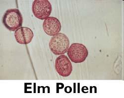 Pollen & Climate