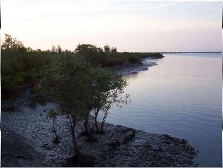 ABHIROOP CHOWDHURY AND SUBODH KUMAR MAITI 5 Figure 8: Mangroves at Jharkhali Jetty in 2008. Figure 5: Mangrove deforestation near Jharkhali jetty on 2011.
