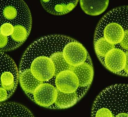 (triglycerides) inside the cell Microalgae Oil content (dry wt %)