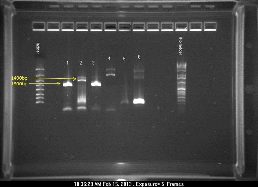 Figure 14: Gel electrophoresis run of the PCR products that were sequenced.