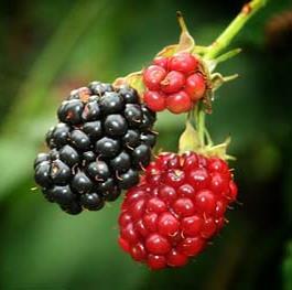 Floresta Atlântica Fund: Product Diversification Product Kg/ha Price/Kg Potential Revenue/ha Wild sweet cherry 400 0,80 320 Wild cherry peduncle 10 12 120 Wild blackberry